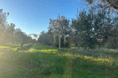 Helårsgrund i Carovigno, Brindisi, Carovigno - € 85.000 | Ref: TER.GROTTAMIRAN - foto 3
